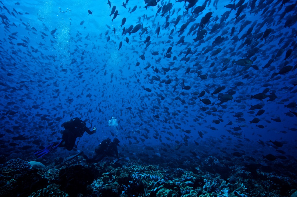 THIAULT FISH 02   Copie