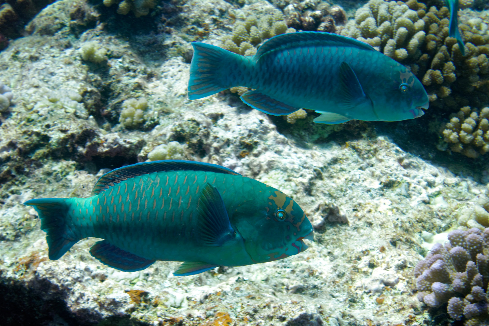 Poissons Perroquet Herbivores Gilles Siu